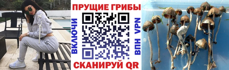 Галлюциногенные грибы Psilocybine cubensis  Купить где  Орёл 